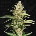 Banana Candy Krush (T.H.Seeds) feminized