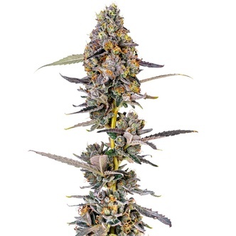 Cherry Mac Muffin (Growers Choice) feminized