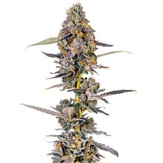 Cherry Mac Muffin (Growers Choice) feminized