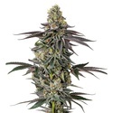 Original Oz (Growers Choice) feminized