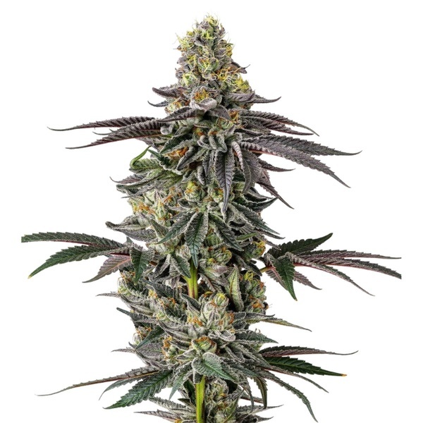 Original Oz (Growers Choice) feminized