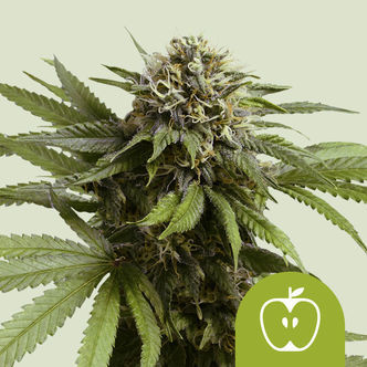 Apple Fritter Autoflower (Royal Queen Seeds) feminized