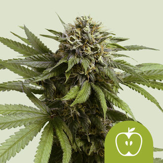 Apple Fritter Autoflower (Royal Queen Seeds) feminized