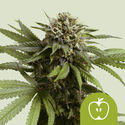 Apple Fritter Autoflower (Royal Queen Seeds) feminized