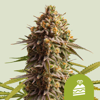 Wedding Cake Autoflower (Royal Queen Seeds) feminized