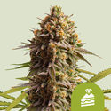 Wedding Cake Autoflower (Royal Queen Seeds) feminized