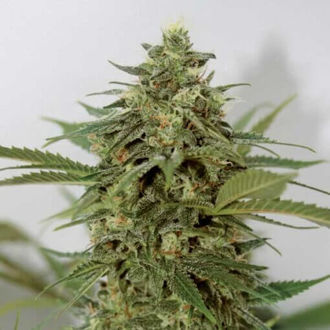 Amnesia Lemon Pie (Garden of Green) feminized