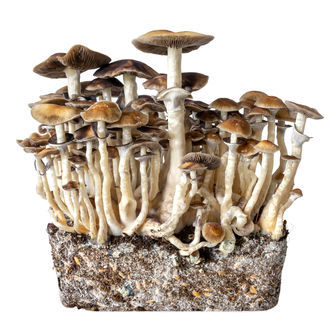 Hawaii Liquid Culture Syringe (Acid Shroomz)