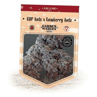 GDP Auto x Gumberry Auto (Garden of Green) feminized