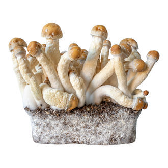 Penis Envy Liquid Culture Syringe (Acid Shroomz)