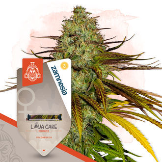 Chocolate Cake Pack - Feminized Strains