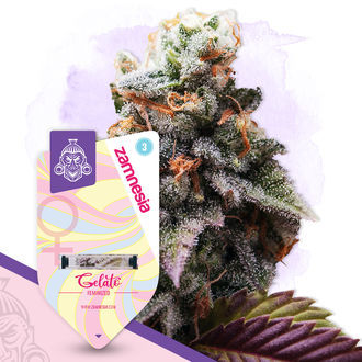 Legendary Pack - Feminized Strains