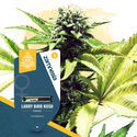Super THC Pack - Feminized Strains