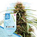 Fruity Pack - Autoflower Strains