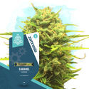 Caramel Cake Pack - Autoflower Strains