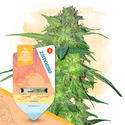 Quick Results Pack - Autoflower Strains