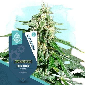 Coffeeshop Classics Pack - Autoflower Strains