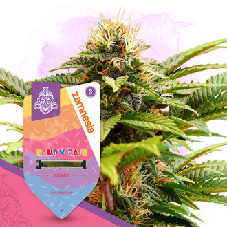 Candy Shop Pack - Autoflower Strains
