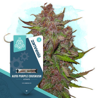 Kings of Kush Pack - Autoflower Strains