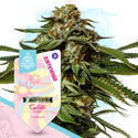 Super THC Pack - Autoflower Strains