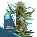 Small Plants Pack - Autoflower Strains
