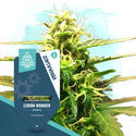 Small Plants Pack - Autoflower Strains
