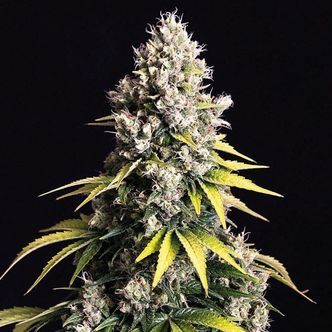 Lemon Cream Kush Autoflower (Spliff Seeds) feminized