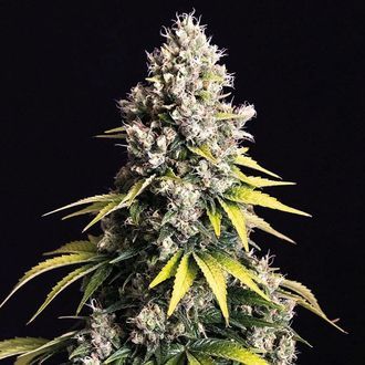 Lemon Cream Kush Autoflower (Spliff Seeds) feminized
