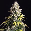 Lemon Cream Kush Autoflower (Spliff Seeds) feminized