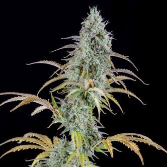 AK Autoflower (Spliff Seeds) feminized