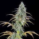 AK Autoflower (Spliff Seeds) feminized