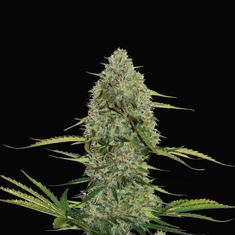 Mega Power Plant Autoflower (Spliff Seeds) feminized