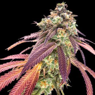 Amnesiac Autoflower (Spliff Seeds) feminized