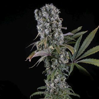 Spliff Cheese Autoflower (Spliff Seeds) feminized