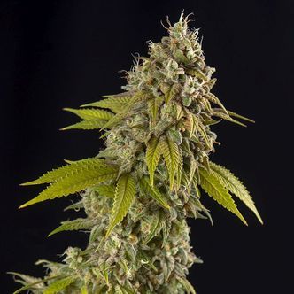 Girl Scout Cookies Autoflower (Spliff Seeds) Feminized