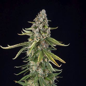 Zkittlez Autoflower (Spliff Seeds) feminized