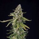 Zkittlez Autoflower (Spliff Seeds) feminized