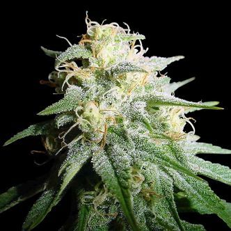 White Widow Autoflower (Spliff Seeds) feminized
