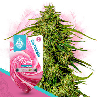 Runtz F1 Autoflower (Zamnesia Seeds) feminized