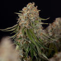 Runtz F1 Autoflower (Zamnesia Seeds) feminized