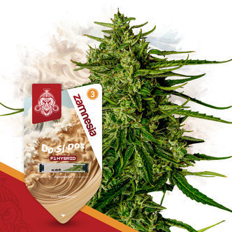Do-Si-Dos F1 Autoflower (Zamnesia Seeds) feminized