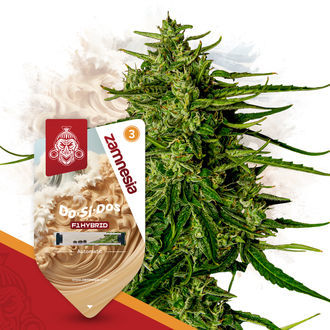 Do-Si-Dos F1 Autoflower (Zamnesia Seeds) feminized