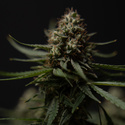 Do-Si-Dos F1 Autoflower (Zamnesia Seeds) feminized