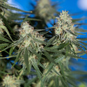 Do-Si-Dos F1 Autoflower (Zamnesia Seeds) feminized