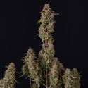 Watermelon Candy F1 Autoflower (Zamnesia Seeds) feminized