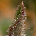 Watermelon Candy F1 Autoflower (Zamnesia Seeds) feminized