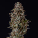 Watermelon Candy F1 Autoflower (Zamnesia Seeds) feminized