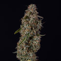 Watermelon Candy F1 Autoflower (Zamnesia Seeds) feminized