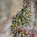 Watermelon Candy F1 Autoflower (Zamnesia Seeds) feminized