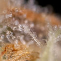 Watermelon Candy F1 Autoflower (Zamnesia Seeds) feminized
